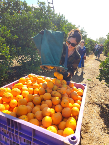 Oranges